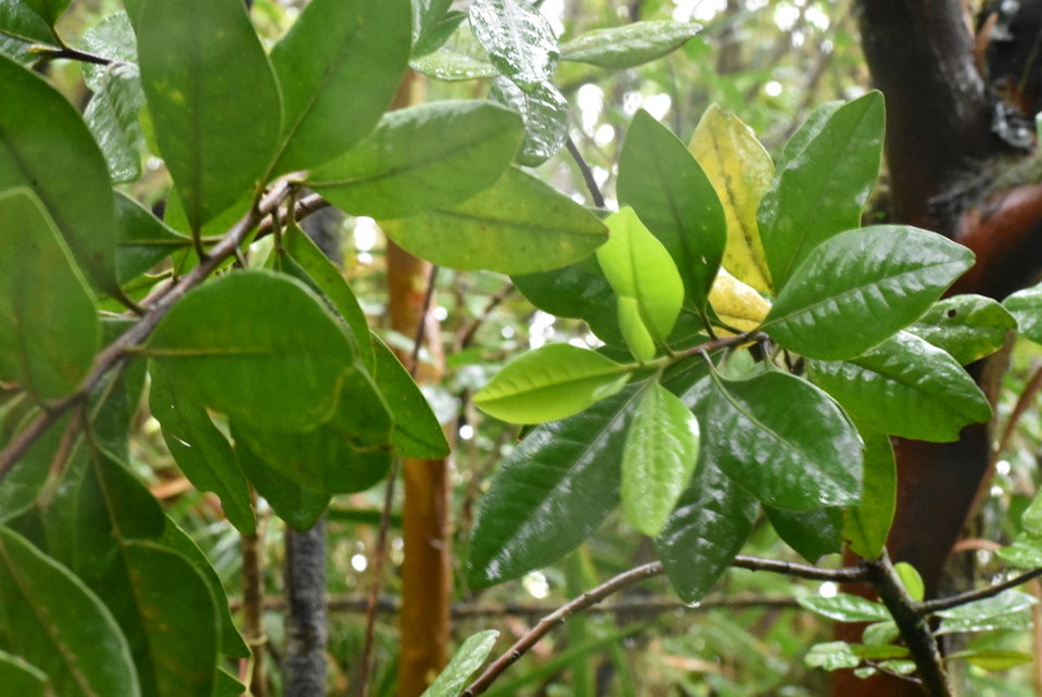 Turraea cadetii - Bois de quivi - MELIACEAE -Endémique Réunion 
