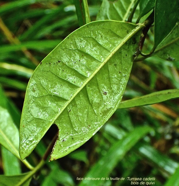 Turraea cadetii .bois de quivi.( feuille face inférieure )meliaceae.endémique Réunion.P3150073