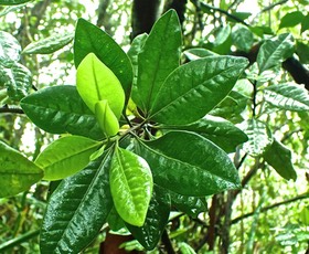 Turraea cadetii.bois de quivi.meliaceae.endémique Réunion.P3150072