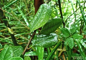 Turraea cadetii.bois de quivi.meliaceae.endémique Réunion .P3150061