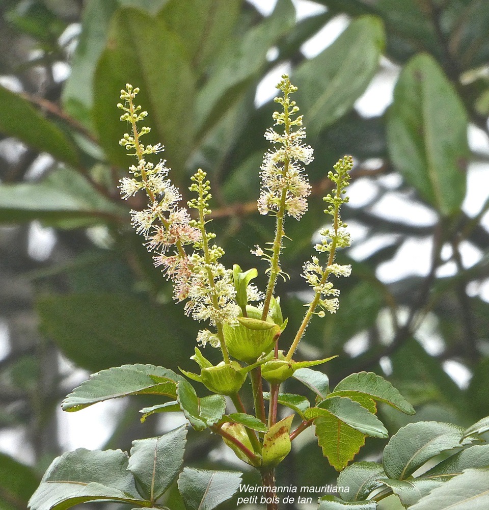 Weinmannia mauritiana. petit bois de tan.cunoniaceae.endémique Réunion Maurice.P1026833