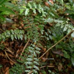 Grangeria borbonica Bois de punaise Chrysobalan aceae Endémique la Réunion, Maurice 7921.jpeg