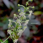 Habenaria sigillum Orchidaceae Ende? mique La Réunion, Maurice 7991.jpeg
