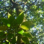 Hancea integrifolia Bois de perroquet Euphorbi aceae Endémique la Réunion, Maurice 7899.jpeg
