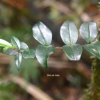 Memecylon confusum Bois de balai Melastomataceae Endémique La Réunion 7962.jpeg