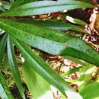 Badula barthesia. bois de savon.bois de pintade.(  taches rouge sombre sur le limbe des feuilles ) primulaceae.endémique Réunion..jpeg