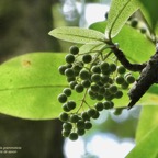Badula grammisticta.bois de savon.( avec fruits ) primulaceae.endémique Réunion..jpeg