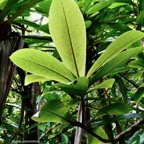 Badula grammisticta.bois de savon.primulaceae.endémique Réunion..jpeg