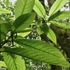 Bertiera borbonica  Bois de raisin. rubiaceae.endémique Réunion.-1.jpeg