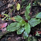 Calanthe candida.orchidaceae.endémique Réunion Maurice. (1).jpeg