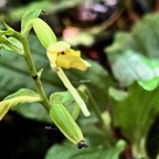 Calanthe candida.orchidaceae.endémique Réunion Maurice. (2).jpeg