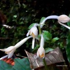 Calanthe candida.orchidaceae.endémique Réunion Maurice. (3).jpeg