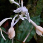 Calanthe candida.orchidaceae.endémique Réunion Maurice..jpeg