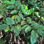 Casearia coriacea .bois de cabri rouge.salicaceae.endémique Réunion Maurice..jpeg