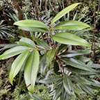 Erythroxylum laurifolium.bois de rongue .erythroxylaceae.endémique Réunion Maurice..jpeg