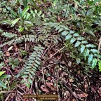 Grangeria borbonica.bois de punaise.chrysobalanaceae.endémique Réunion Maurice ., (1).jpeg