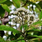 Gymnanthemum fimbrilliferum  (ex Vernonia fimbrillifera )Bois de source.bois de sapo. ( avec fruits  ) asteraceae. endémique Réunion..jpeg