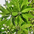 Gymnanthemum fimbrilliferum  (ex Vernonia fimbrillifera )Bois de source.bois de sapo.asteraceae. endémique Réunion. (1).jpeg