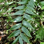 Habenaria sigillum Thouars.orchidaceae.endémique Réunion Maurice. (1).jpeg