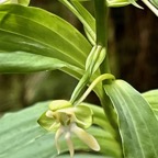 Habenaria sigillum Thouars.orchidaceae.endémique Réunion Maurice. (2).jpeg