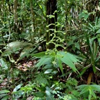 Habenaria sigillum Thouars.orchidaceae.endémique Réunion Maurice. (4).jpeg