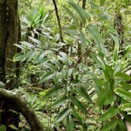 Leea guineensis.bois de sureau.vitaceae.indigène Réunion. (1).jpeg