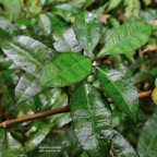 Myonima obovata .bois de prune marron.bois de prune rat.rubiaceae.endémique (1).jpeg