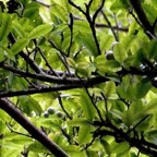 Myonima obovata .bois de prune marron.bois de prune rat.rubiaceae.endémique (3).jpeg