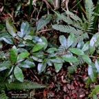 Myonima obovata .bois de prune marron.bois de prune rat.rubiaceae.endémique.jpeg