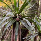 Pandanus purpuraescens vacoi des hauts.pandanaceae.endémique Réunion..jpeg