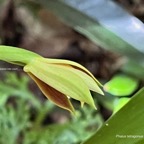 Phaius tetragonus (Thouars )  .éperon très court       )orchidaceae.endémique Réunion Maurice..jpeg