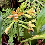 Phaius tetragonus (Thouars )orchidaceae.endémique Réunion Maurice..jpeg