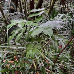 Polyscias repanda  Bois de papaye. araliaceae.endémique Réunion..jpeg