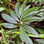 Procris pedunculata .urticaceae.indigène Réunion. (2).jpeg