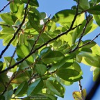 Psiloxylon mauritianum .bois de pêche marron.bois sans écorce.myrtaceae.endémique Réunion Maurice..jpeg