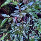 Xylopia richardii Boivin ex Baill.bois de banane.annonaceae.endémique Réunion Maurice..jpeg