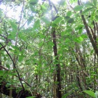 3. Tabernaemontana mauritiana - Bois de lait - Apocynaceae - Endémique La Réunion et Maurice.jpeg