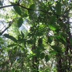 4. Tabernaemontana mauritiana - Bois de lait - Apocynaceae - Endémique La Réunion et Maurice.jpeg