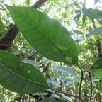 7. Tabernaemontana mauritiana - Bois de lait - Apocynaceae - Endémique La Réunion et Maurice.jpeg