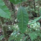 8. Tabernaemontana mauritiana - Bois de lait - Apocynaceae - Endémique La Réunion et Maurice IMG_3987.JPG.jpeg