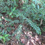 12. Grangeria borbonica - Bois de punaise ; Bois de balai ; Bois de buis marron - Chrysobalanaceae -Mascar. (B, M).   IMG_3992.JPG.jpeg