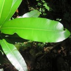 20. Calophyllum takamahaca - Takamaka - Clusiacée IMG_4011.JPG.jpeg