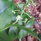 27. Habenaria sigillum Orchidacae IMG_4012.JPG.jpeg