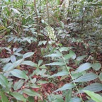 29.  Habenaria sigillum Orchidacae IMG_4020.JPG.jpeg