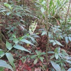 30. Habenaria sigillum Orchidacae.jpeg