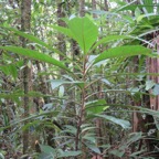 32. Vernonia fimbrillifera - Bois de source ou Bois de Sapo - Astéracée - B.jpeg
