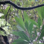 33. Vernonia fimbrillifera - Bois de source ou Bois de Sapo - Astéracée - B.jpeg