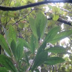 34. Vernonia fimbrillifera - Bois de source ou Bois de Sapo - Astéracée - B.jpeg