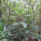 35. Jeune Vernonia fimbrillifera - Bois de source ou Bois de Sapo - Astéracée - B  IMG_4023.JPG.jpeg