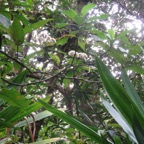 38. Fleurs de. Vernonia fimbrillifera - Bois de source ou Bois de Sapo - Astéracée - B.jpeg
